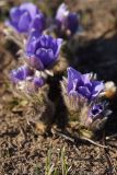 Pulsatilla turczaninovii