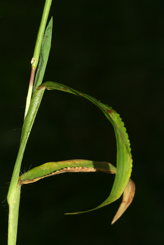 Изображение особи Digitaria pectiniformis.