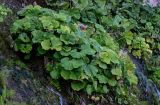 Petasites amplus