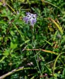 Dianthus hoeltzeri