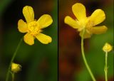 Ranunculus japonicus