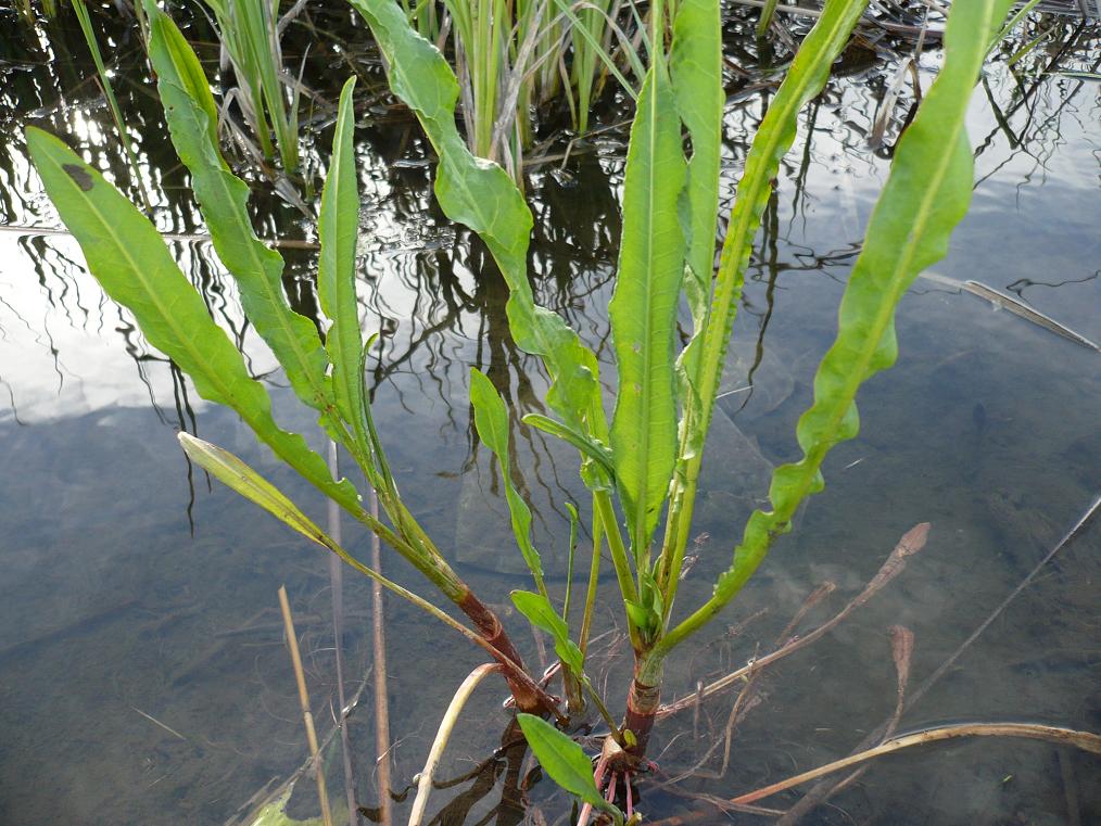 Image of genus Rumex specimen.