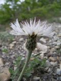 Psephellus variety albus