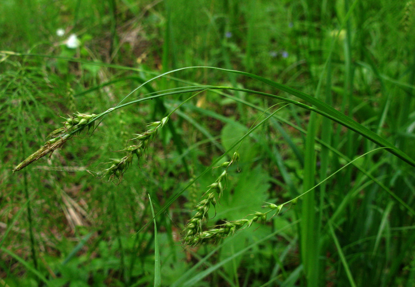 Изображение особи Carex arnellii.