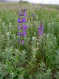 Salvia stepposa