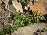 Cerastium polymorphum