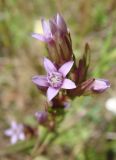 Gentianella acuta