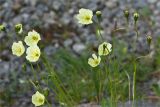 Papaver lapponicum. Верхушки побегов с цветками и незрелыми плодами. Мурманская обл., Кольский п-ов, Хибины, долина между массивом Кукисвумчорр и пиком Марченко, к востоку от хр. Пачвумчорр. 03.08.2012.