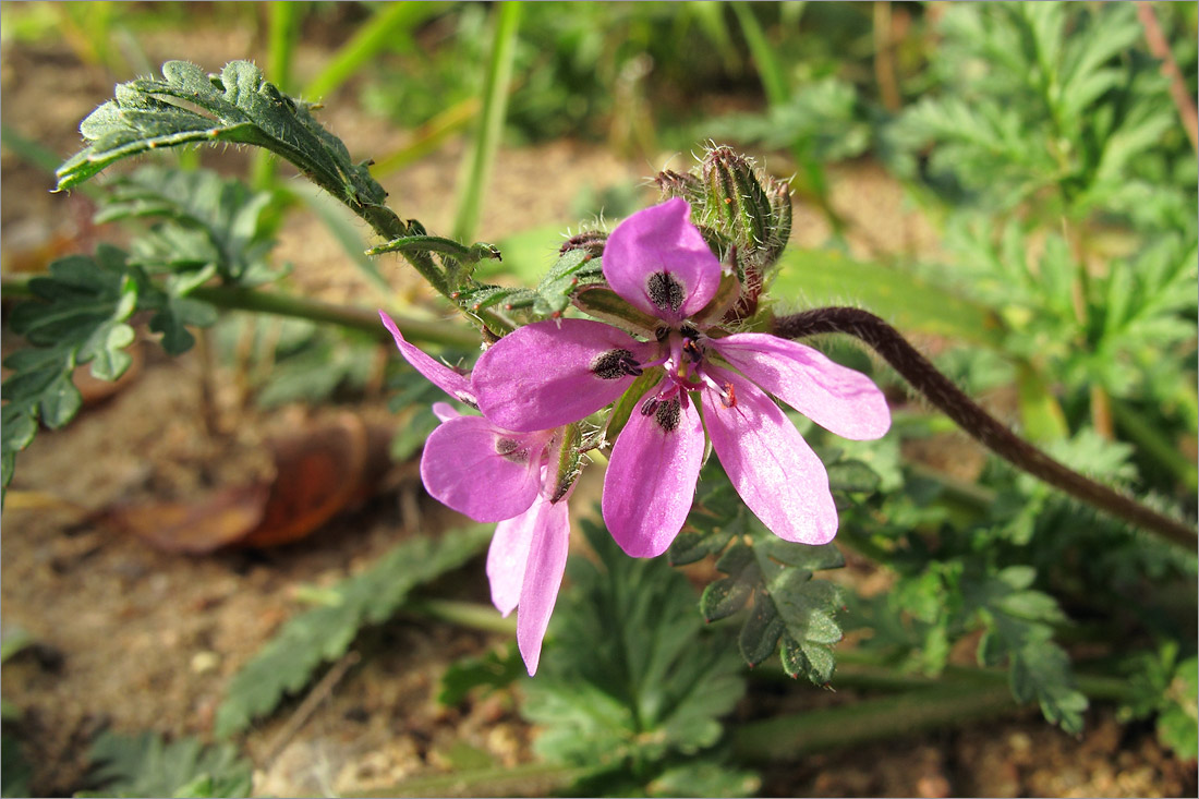 Изображение особи Erodium cicutarium.