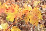 Vitis vinifera. Листва в осенней окраске. Черноморское побережье Кавказа, окр. Новороссийска, близ мыса Шесхарис, пушистодубовый лес. 1 декабря 2012 г.