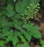 Actaea erythrocarpa