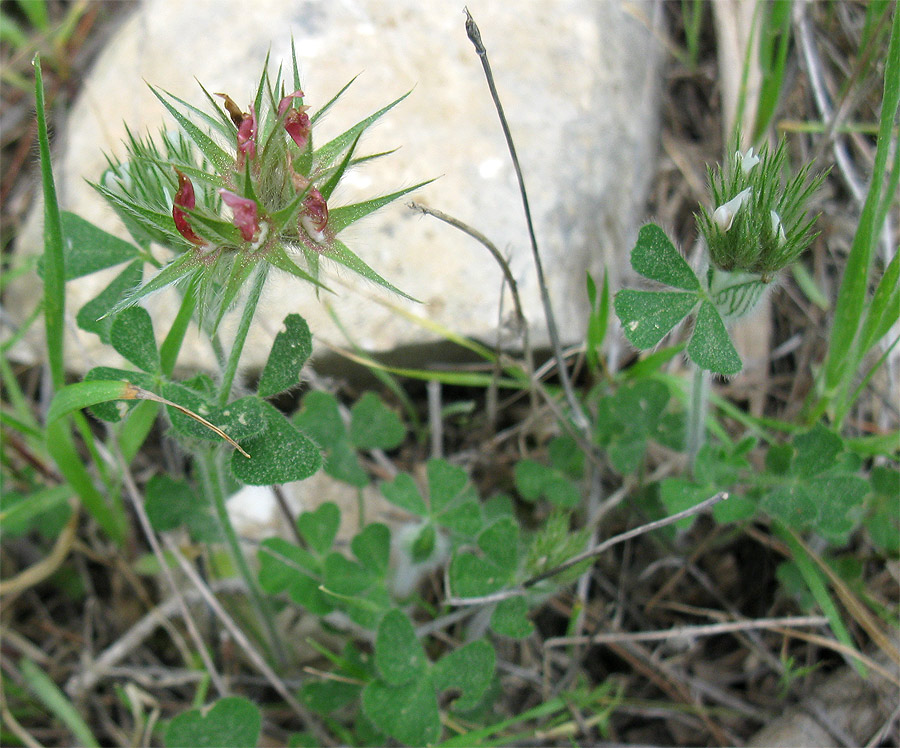Image of Trifolium stellatum specimen.