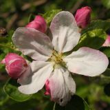 Malus domestica. Цветок и бутоны. Ростовская обл., Неклиновский р-н, Лакедемоновское с/п, Беглицкая коса. 03.05.2013.