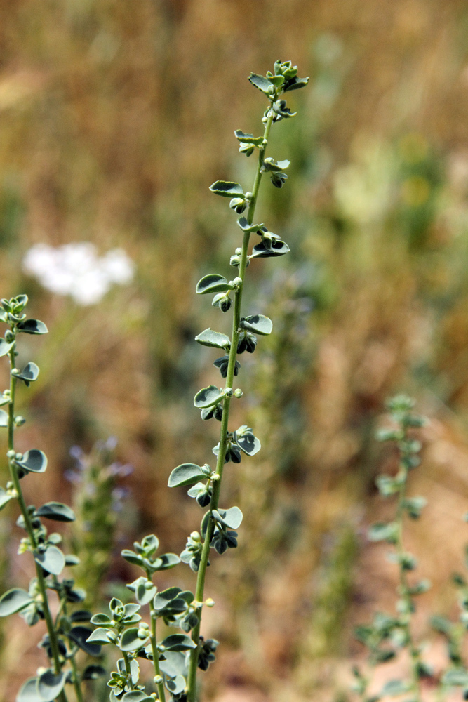 Image of Andrachne rotundifolia specimen.