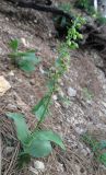 Epipactis helleborine. Цветущее растение. Крым, окр. Ялты, склоны горы Лапата, сосновый лес. 29 июня 2013 г.