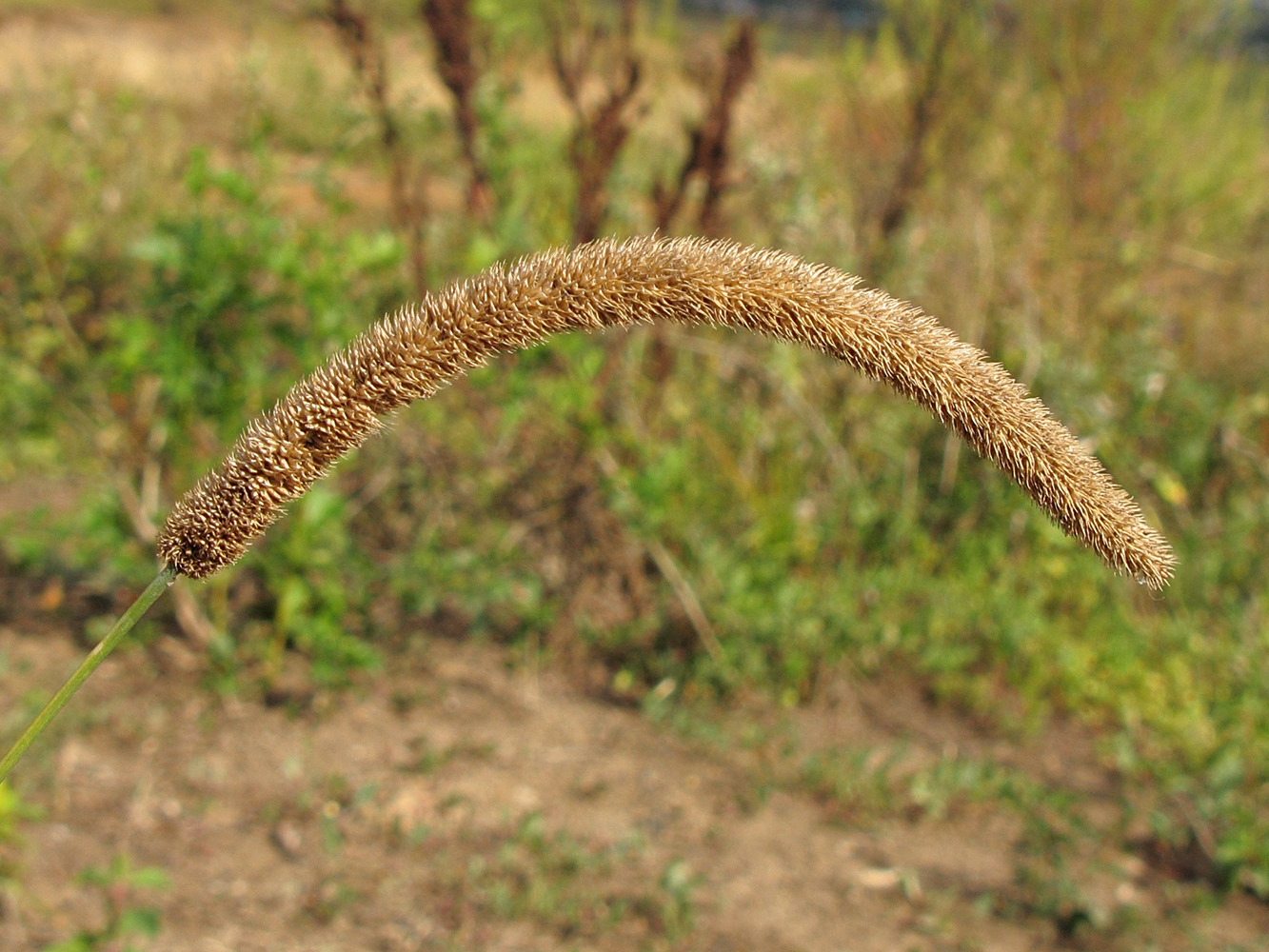 Изображение особи Phleum pratense.