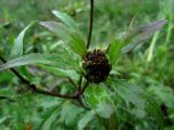 Bidens frondosa