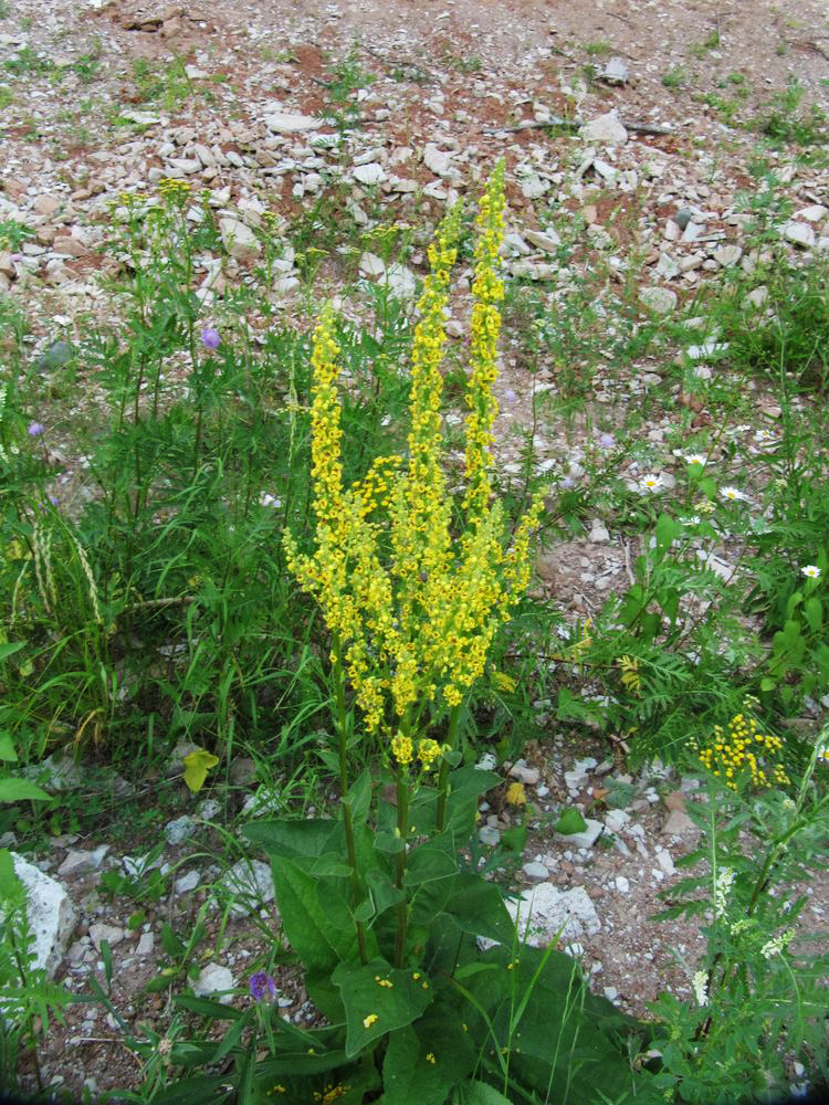 Изображение особи Verbascum nigrum.