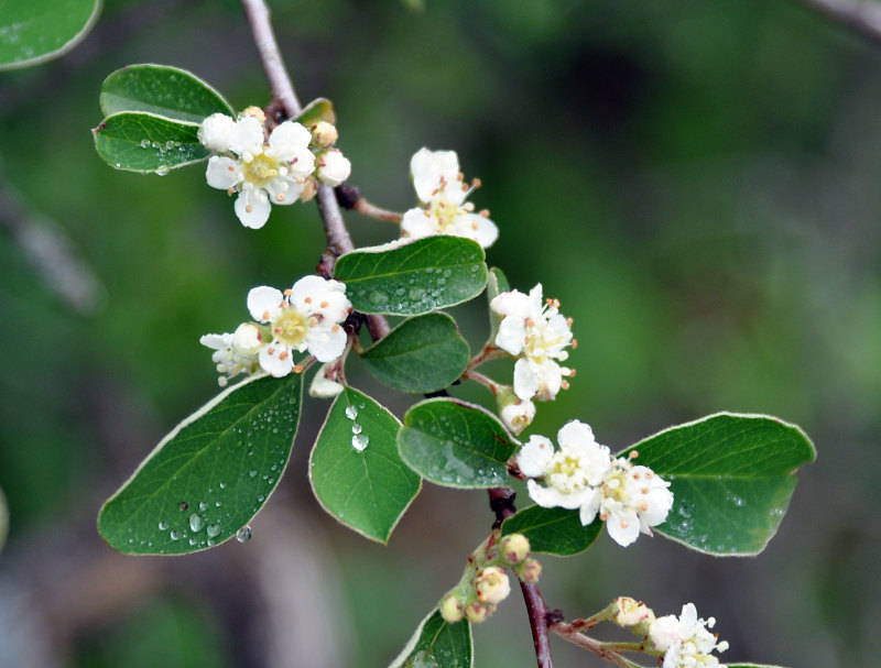 Изображение особи Cotoneaster suavis.