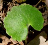 Saxifraga rotundifolia. Лист. Германия, г. Дюссельдорф, Ботанический сад университета. 04.05.2014.