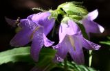 Campanula trachelium