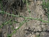 Salsola tamamschjanae