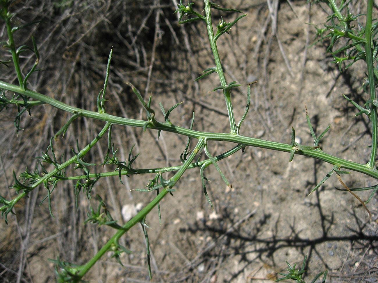 Изображение особи Salsola tamamschjanae.