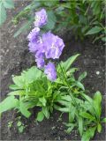 Campanula persicifolia