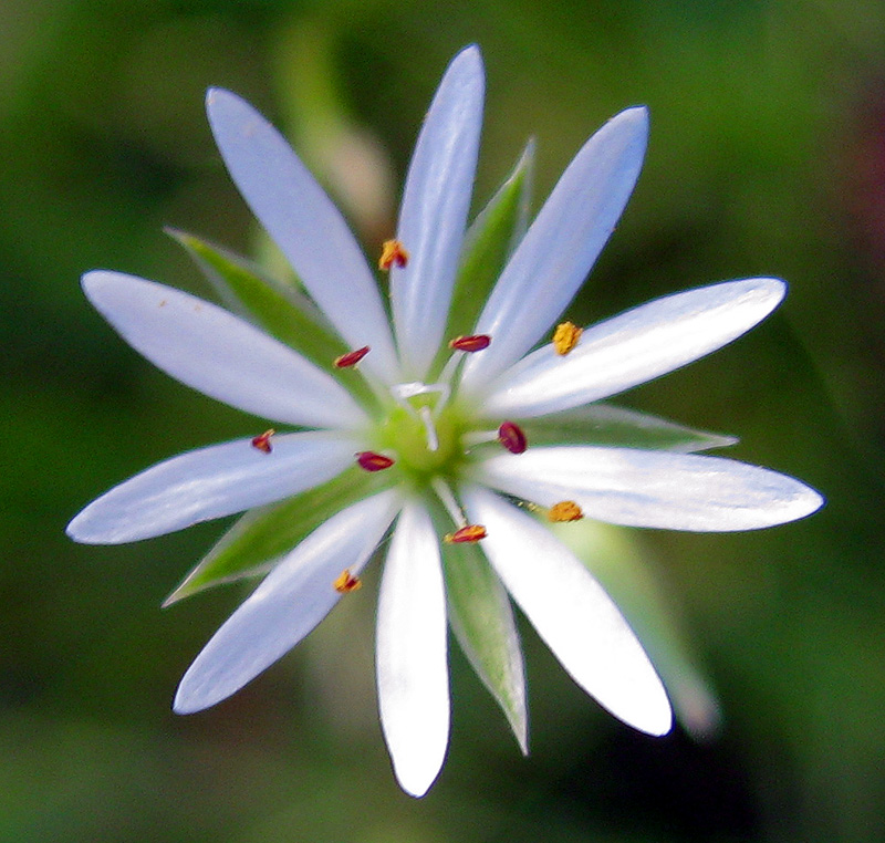 Изображение особи Stellaria graminea.