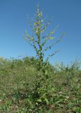 Verbascum sinuatum