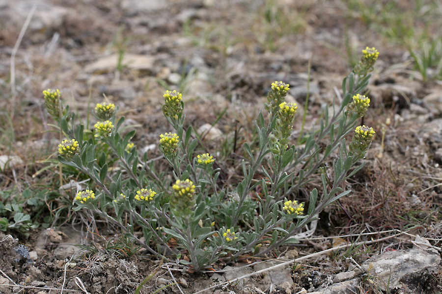 Изображение особи Alyssum turkestanicum var. desertorum.