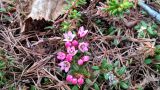 Loiseleuria procumbens