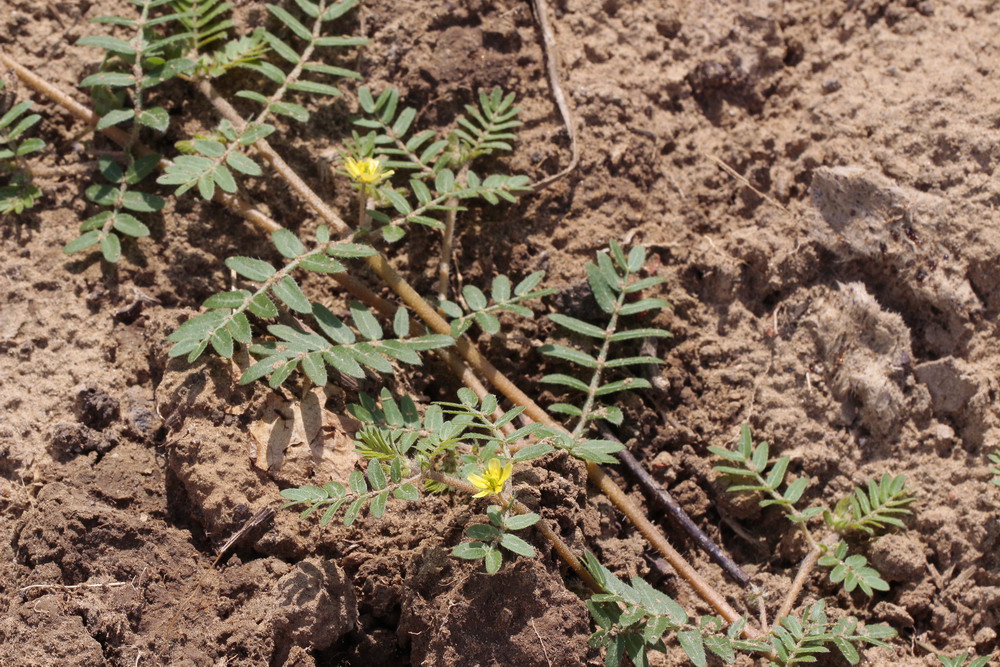 Изображение особи Tribulus terrestris.