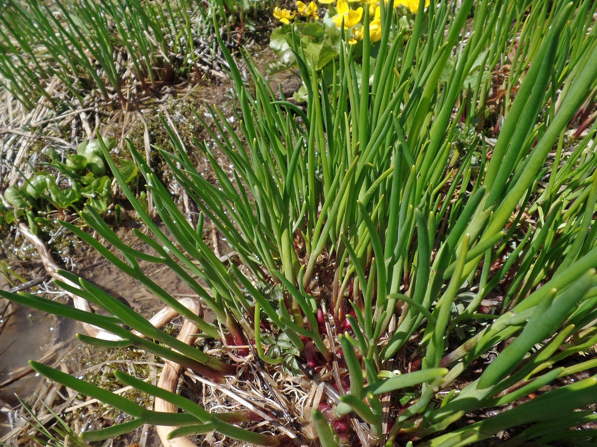 Изображение особи Allium ledebourianum.