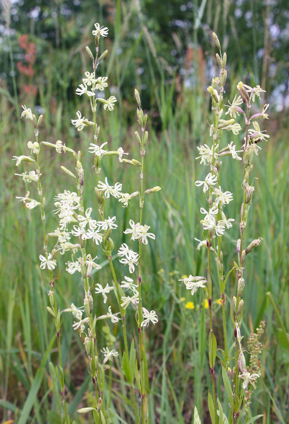 Изображение особи Silene tatarica.