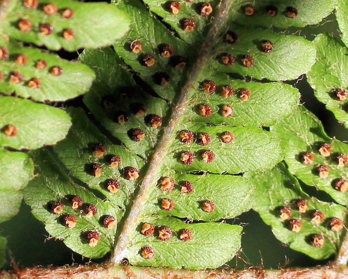 Изображение особи Dryopteris crassirhizoma.