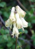 Aconitum ranunculoides. Соцветие. Якутия (Саха), Нерюнгринский р-н, перед перевалом Тит, вдоль трассы АЯМ (501,5-502 км). 26.07.2016.