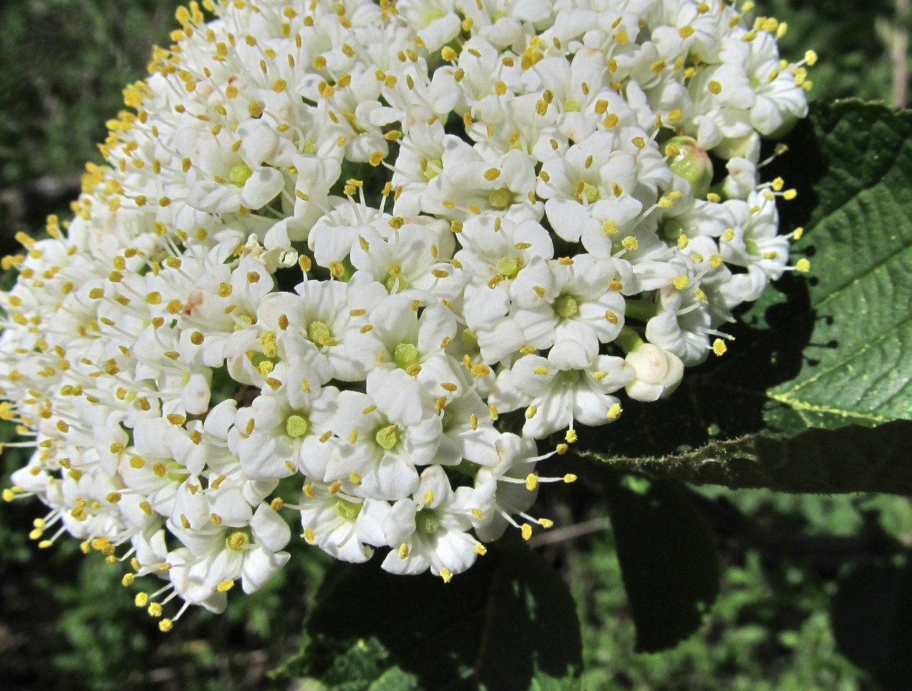 Изображение особи Viburnum lantana.