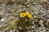 Saxifraga hirculus