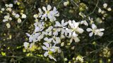 Poncirus trifoliata. Ветвь с цветками. Краснодарский край, г. Сочи, Дендрарий. 04.04.2018.