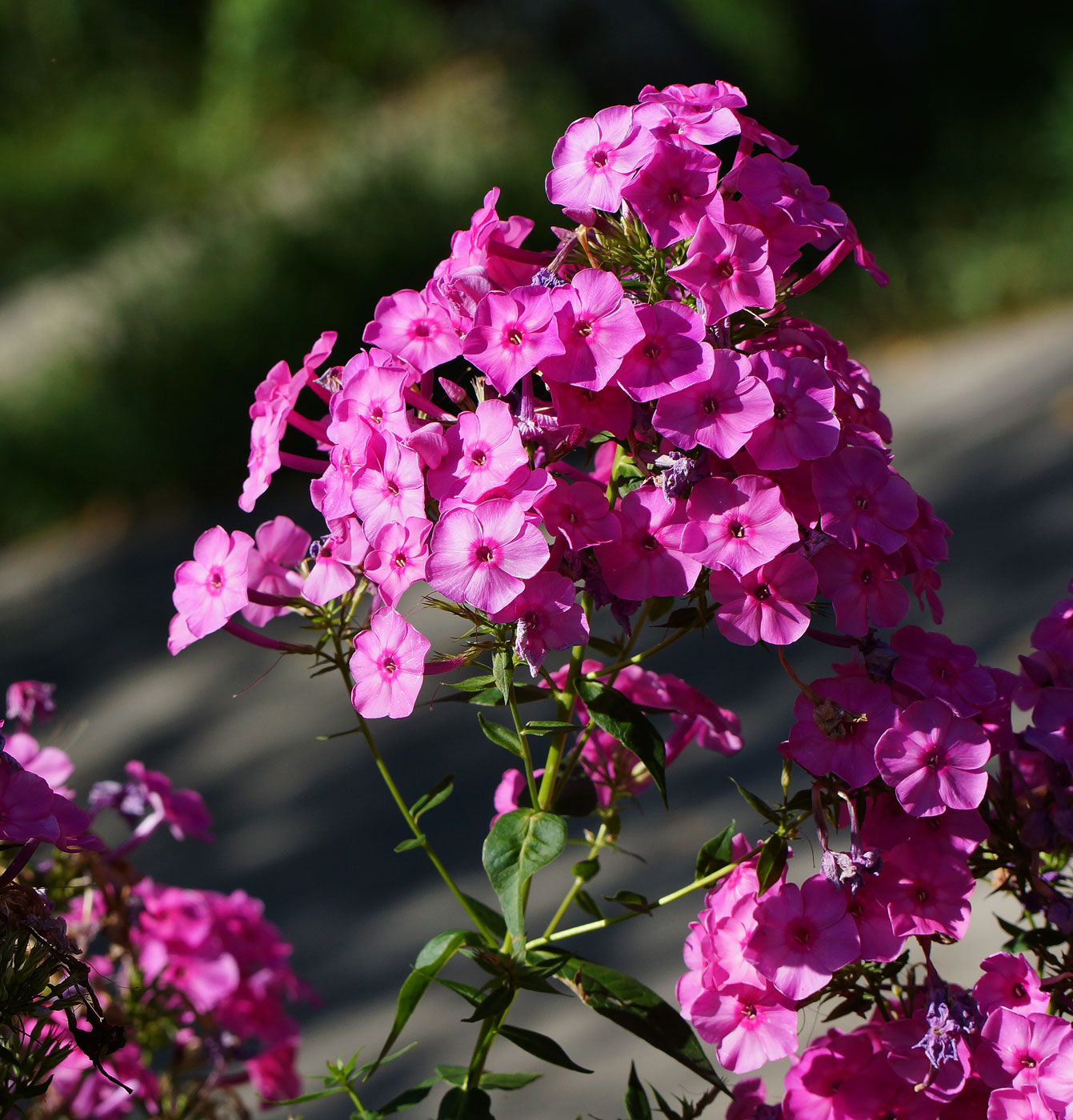 Image of Phlox paniculata specimen.