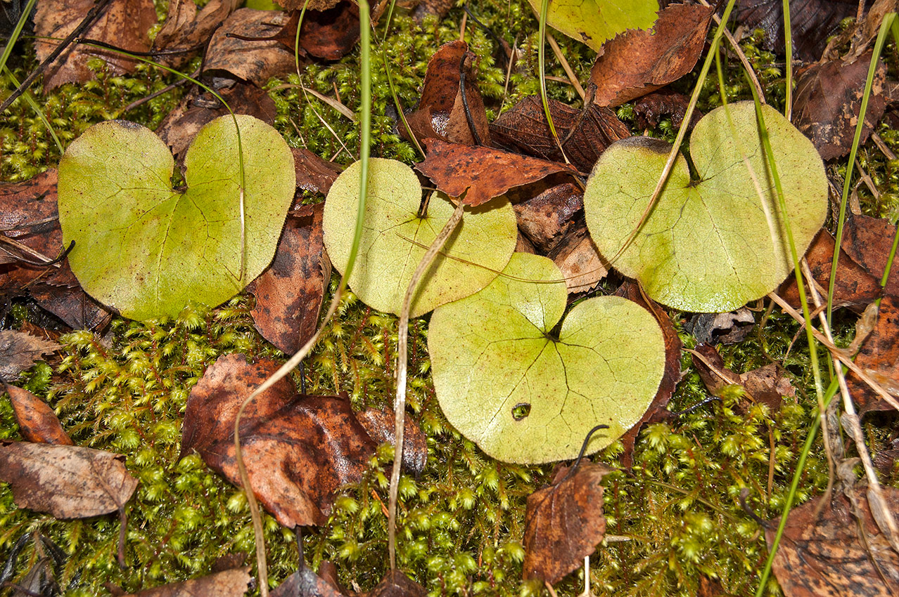 Изображение особи Asarum europaeum.