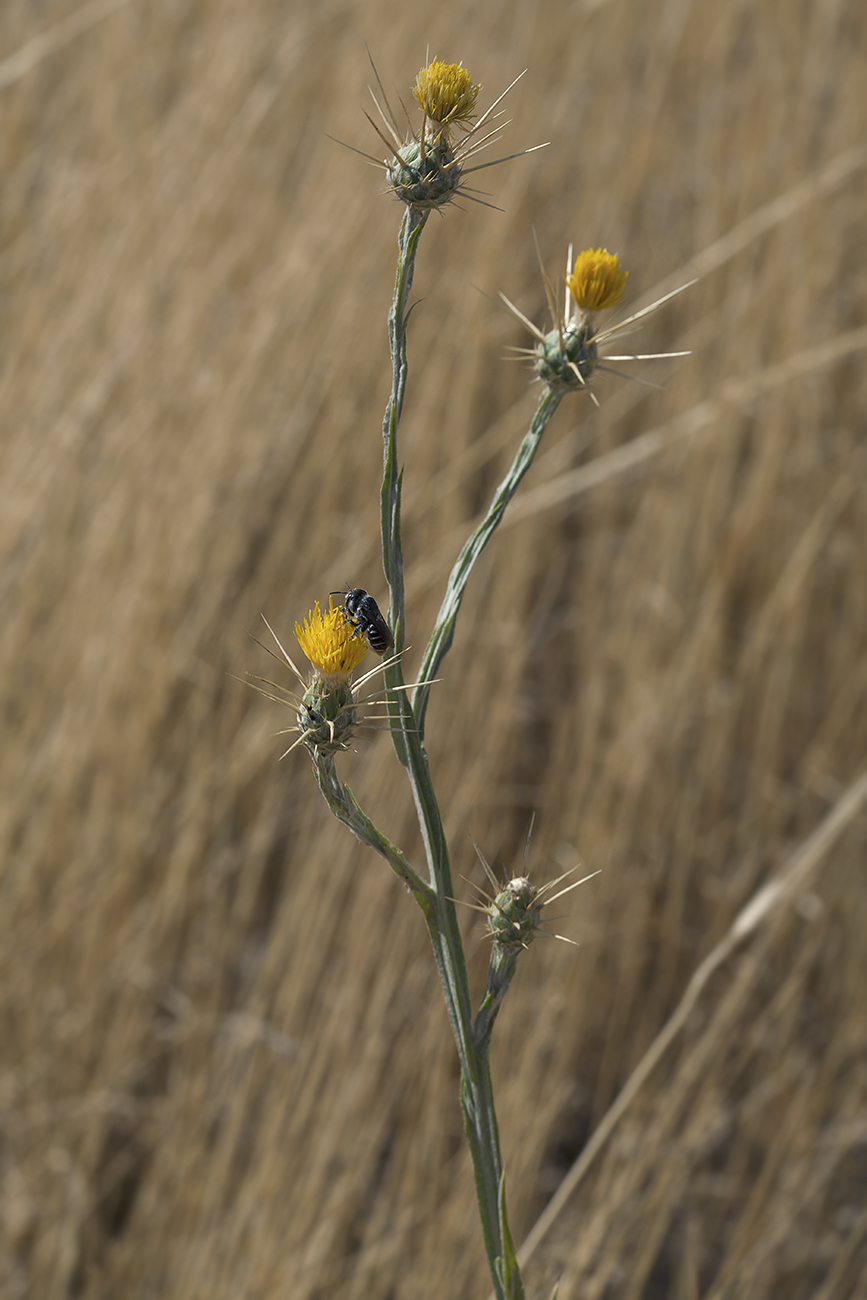 Image of Centaurea solstitialis specimen.