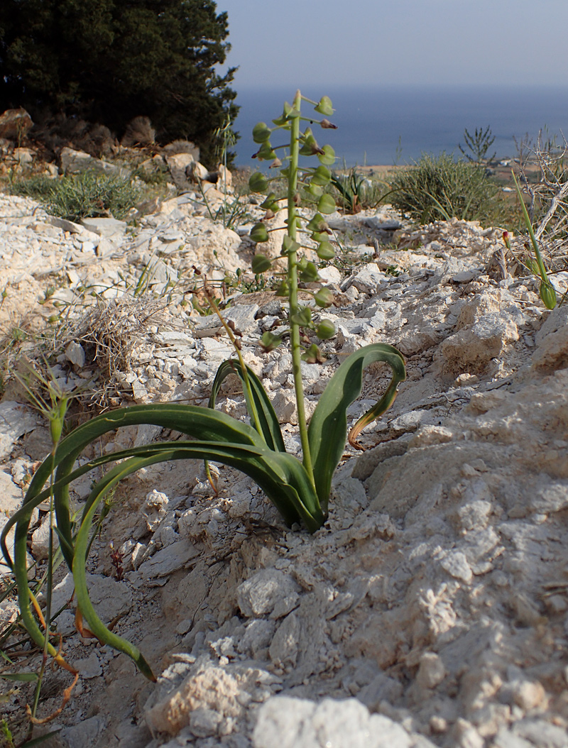 Image of Leopoldia comosa specimen.