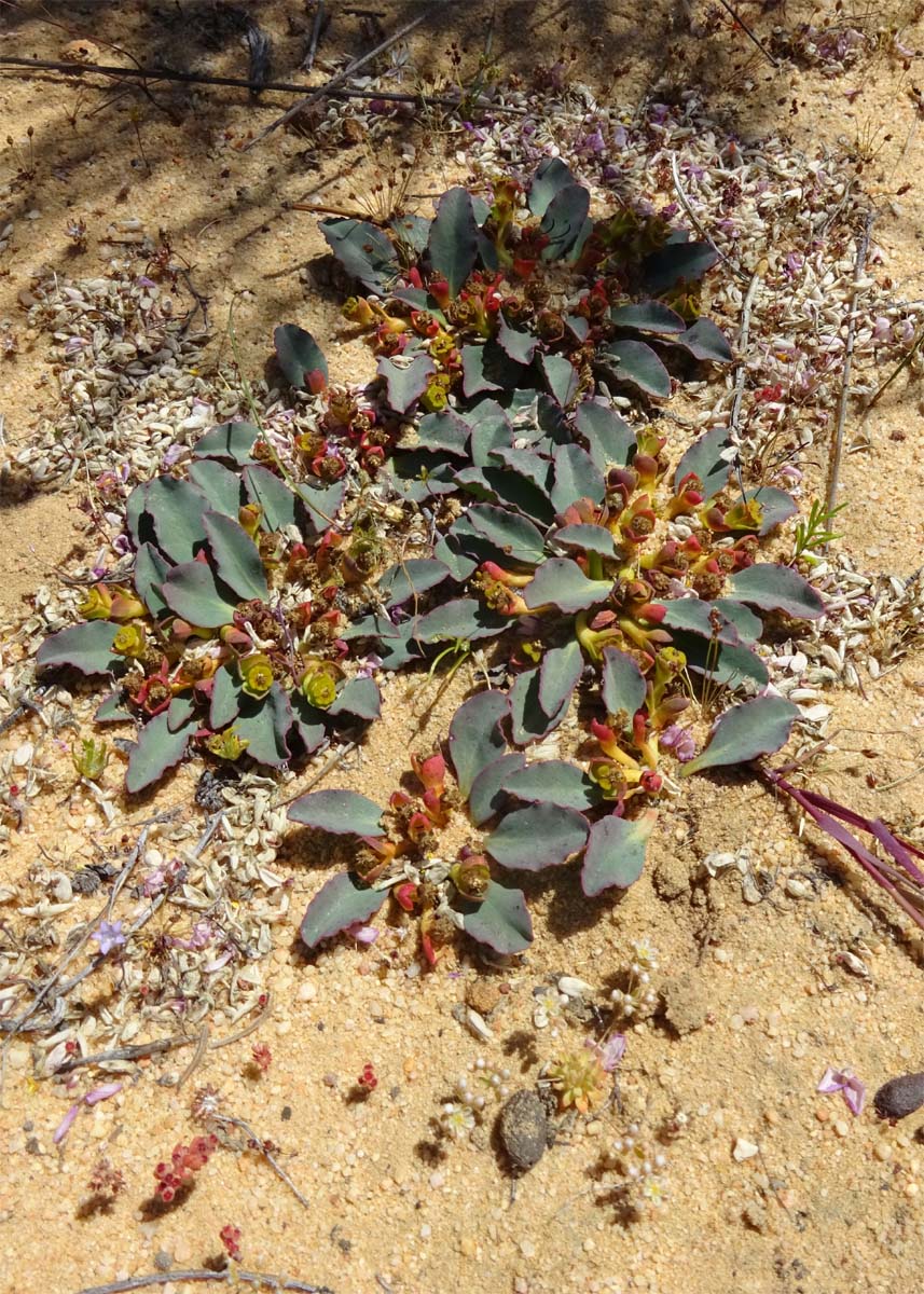 Изображение особи Euphorbia tuberosa.