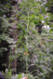 Carex atherodes. Вегетативный побег. Москва, Новомосковский административный округ, Ульяновский лесопарк, пойма Алёшиного ручья, сырой луг. 03.07.2018.