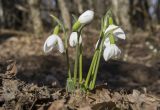 Galanthus plicatus. Цветущие растения. Краснодарский край, м/о г. Новороссийск, окр. пос. Глебовка, вершина горы Глебовка, грабово-дубовый лес с примесью Juniperus deltoides. 04.02.2019.