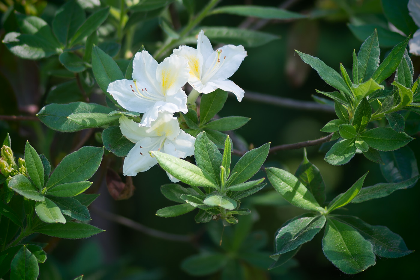 Изображение особи род Rhododendron.