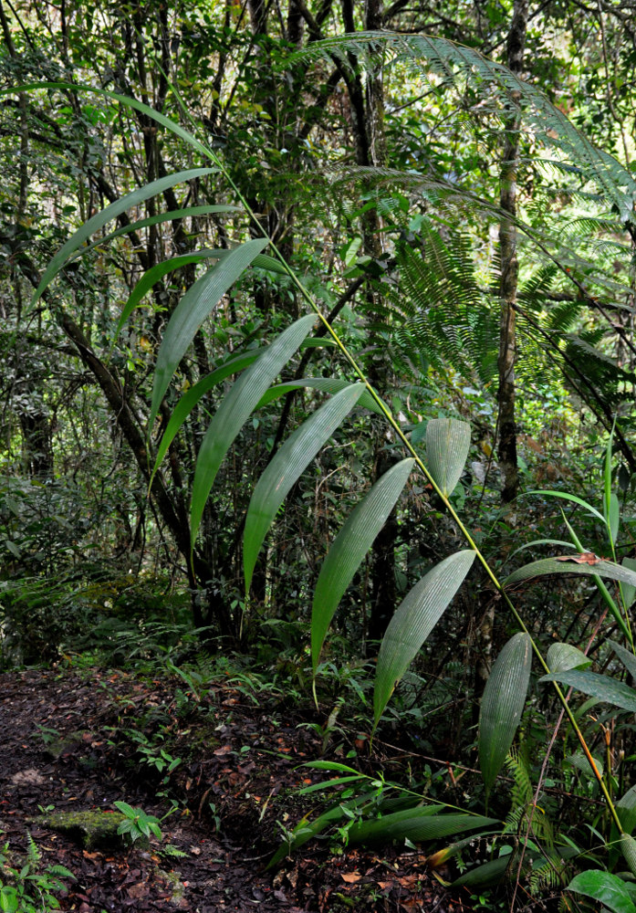 Изображение особи Joinvillea borneensis.