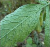 Chaerophyllum aromaticum